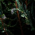 Using Windbreaks and Barriers to Shield Your Garden from Winter Winds