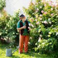 Best Fungicide Practices: When and How to Use Them Safely and Effectively