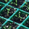 The Science Behind Winter Plant Dormancy and How to Support It