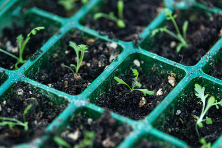 The Science Behind Winter Plant Dormancy and How to Support It