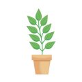 Companion Planting Errors That Can Harm Your Garden