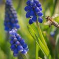 How to Combine Natural Pest Control with Pollinator-Friendly Practices