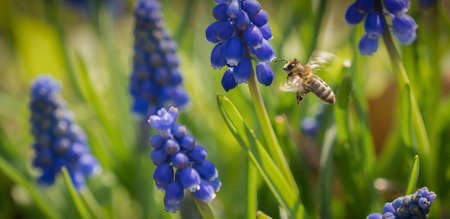 How to Combine Natural Pest Control with Pollinator-Friendly Practices