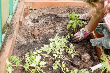 Transforming a Traditional Lawn into a Sustainable Rock Garden