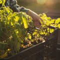 The Science Behind Grow Lights: How Artificial Light Supports Plant Photosynthesis Indoors