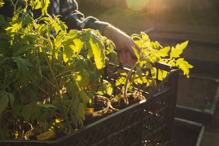 The Science Behind Grow Lights: How Artificial Light Supports Plant Photosynthesis Indoors