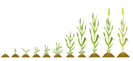 Step-by-Step Methods: Cuttings, Division, and Leaf Propagation