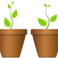 Native vs. Invasive Plants: Ecological Gardening Terms Beginners Should Understand