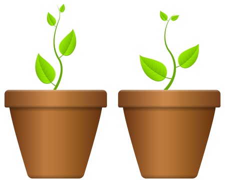 Native vs. Invasive Plants: Ecological Gardening Terms Beginners Should Understand