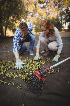 November Gardening Tasks: Winterizing Your Garden