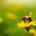 The Role of Animals in Permaculture: Chickens, Bees, and More