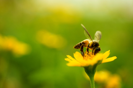 The Role of Animals in Permaculture: Chickens, Bees, and More