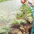 Natural Rodent Control Methods for American Homesteads and Gardens