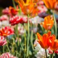The History and Cultural Significance of Flower Bulbs in the United States
