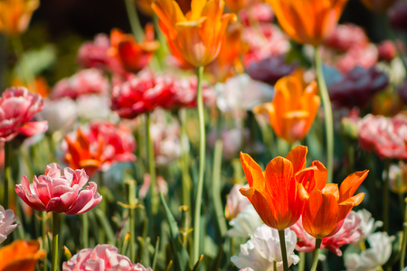 The History and Cultural Significance of Flower Bulbs in the United States