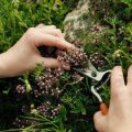 Companion Planting for Cut Flower Gardens: What Works Best Together