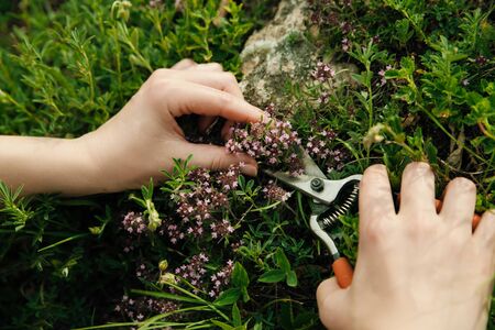 Companion Planting for Cut Flower Gardens: What Works Best Together