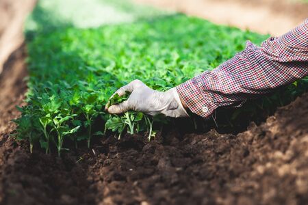 How to Manage Common Plant Diseases During the Hot Season