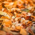 Neglecting Mulch: One of the Most Overlooked Beginner Mistakes