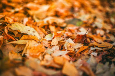 Neglecting Mulch: One of the Most Overlooked Beginner Mistakes