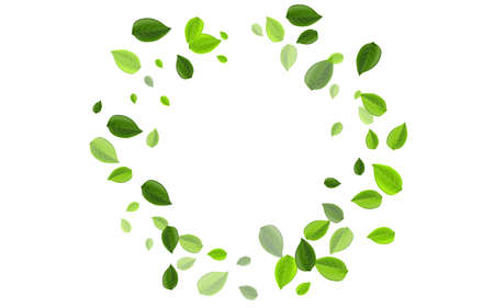 Top NASA-Approved Indoor Plants for Air Purification