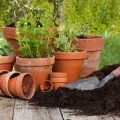 Xeriscaping 101: The Ultimate Guide to Water-Efficient Landscaping