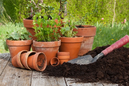 Xeriscaping 101: The Ultimate Guide to Water-Efficient Landscaping
