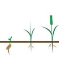 Fungal Disease Management in Greenhouse and Indoor Gardening Environments