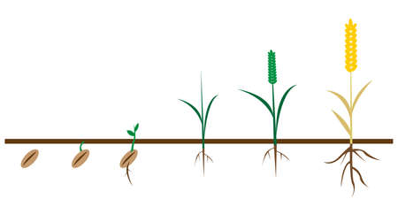 Fungal Disease Management in Greenhouse and Indoor Gardening Environments