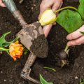 The Dangers of Ignoring Local Climate Zones in Gardening