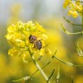 Permaculture for Pollinators: Supporting Bees, Butterflies, and Beneficial Insects