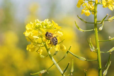 Permaculture for Pollinators: Supporting Bees, Butterflies, and Beneficial Insects