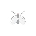 Understanding the Relationship Between Native Pollinators and Local Ecosystems