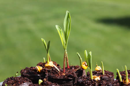 How to Repot Houseplants Without Damaging Roots or Stressing Plants