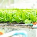 Finding the Best Watering Cans and Irrigation Systems for Gardeners