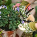 The Best Annuals and Perennials for Cut Flower Arrangements