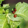 A Seasonal Guide to Natural Pest Prevention in American Gardens