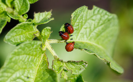 A Seasonal Guide to Natural Pest Prevention in American Gardens