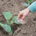 Water Conservation in Permaculture: Techniques for a Drought-Resilient Garden