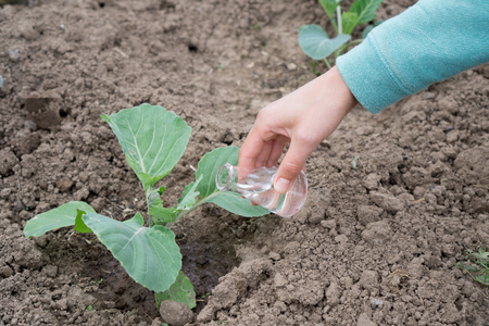 Water Conservation in Permaculture: Techniques for a Drought-Resilient Garden