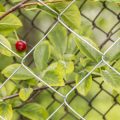 Fruit Garden Monthly Duties: Pruning, Feeding, and Netting
