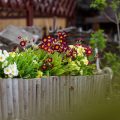 The Best Perennials for Containers and Small-Space Gardening