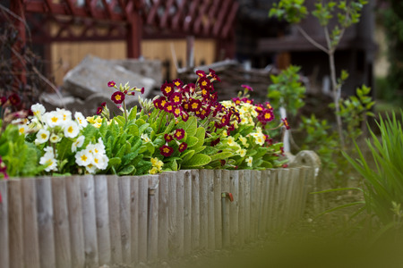 The Best Perennials for Containers and Small-Space Gardening