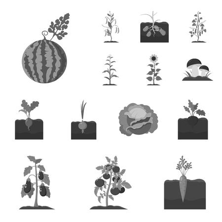 Seasonal Planting Strategies and Crop Choices