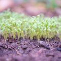 Saving Money with Seed Starting: How to Grow Plants from Seeds at Home