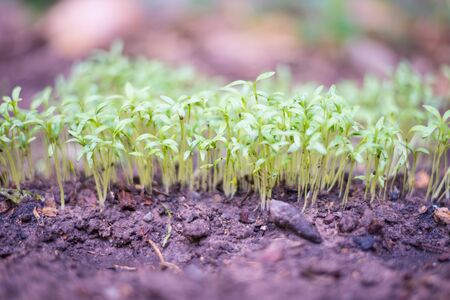 Saving Money with Seed Starting: How to Grow Plants from Seeds at Home