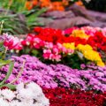 Rare and Exotic Flower Bulbs for Enthusiastic Gardeners