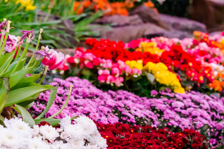Rare and Exotic Flower Bulbs for Enthusiastic Gardeners