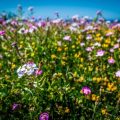Understanding the Role of Native Wildflowers in Local Ecosystems