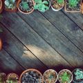 Caring for Indoor Succulents and Cacti: What You Need to Know